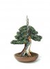 yew+BN.jpg
