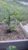 pyracantha regrowth 7-27-11.jpg