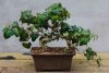 hhbonsai3.jpg