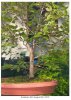 American_Elm Aug_29_2010.jpg