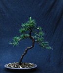 larix08-n02_170630a.jpg