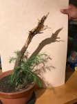 IMG-20170705-WA0001.jpg