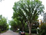 American Elms in Edmonton,  Allee rt.JPG