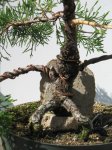 Bonsai2.17.17 037.jpg