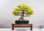 WEB_TBS_SPRING2017-005.jpg