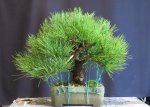 black pine 2a.jpg