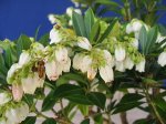 pieres flower.jpg