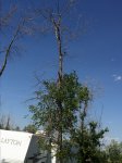 IMG_3790.JPG