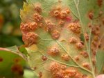 CedarApple_Rust169.jpg