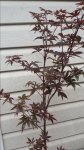 maple2.jpg