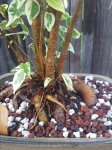 20170808_072150.jpg 20170808_072150.jpg