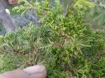 20170819_064242.jpg