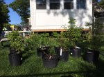Wisteria NEW May 2017 7 TRIMMED.JPG
