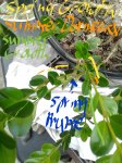 20170902_074004.jpg