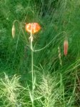 IMG_20170722_105342637.jpg