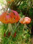 IMG_20170722_104853772.jpg