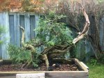 sept2017lastprune-thuja-002.jpg