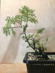 SHthuja-april2017-001.jpg