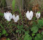 cyclamen-blanc_170909a.jpg