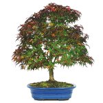 japanese-maple-bonsai-tree[1].jpg
