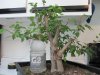 5-31-11 Amur maple.jpg