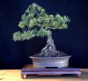 Mugo Pine.jpg