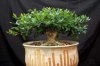 Fall-bonsai-027.jpg