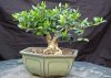 Fall-bonsai-021.jpg