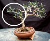 Fall-bonsai-029a.jpg