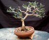 Fall-bonsai-029.jpg