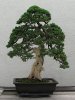 Procumbens Nana Bonsai (1975).jpg