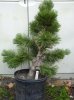 P1010790 - Copy.jpg