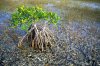 trm_red_mangrove091.jpg