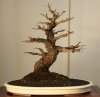 Corky Bark Elm - GB - 2010-8-18.jpg