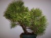 100_1017.jpg