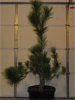 PW Black Pine 102211.jpg