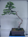 juniperus.png