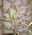 Pinea 2 - sprouts.png