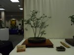Rita Ludke virginiana Sept 2016 DSCN4427.jpg