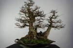 bonsai-korean-hornbeam-carpinus-coreana-no-5138.jpg