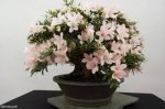 bonsai-azalea-satsuki-kozan-no-5190.jpg