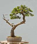 tree10.png