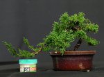 juniperus chinensis ZA 2017 1.jpg