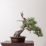 Ponderosa Pine No 9.jpg