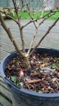 Berberis Trunk.jpg