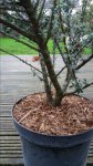 cotoneaster trunk.jpg