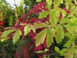 acer-gris01_171013a.jpg