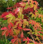 acer-gris01_171021a.jpg