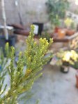 Resized_20171026_081139_7763.jpeg