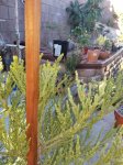 Resized_20171026_081124_1577.jpeg